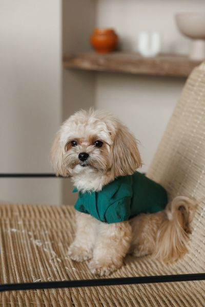Сорочка Pet Fashion Seaman для собак XХS 4823082446193 PR244619 фото