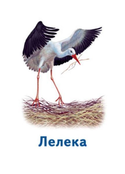 Ігри Парочки : Світ тварин А1392003У 9789667506353 460228 фото
