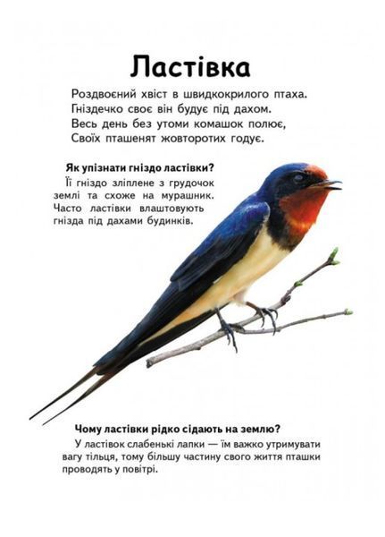 Хто це? Птахи. Запитання та відповіді 9789669470430 фото