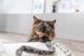 Іграшка Trixie для котів Вудочка з плюшевою іграшкою, котяча м&rsquo;ята, плюш/пластик, 51 см 4011905829388 45387 фото 6