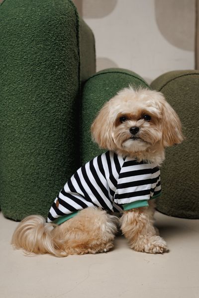 Футболка Pet Fashion Breeze для собак М 4823082445783 PR244578 фото