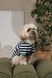 Футболка Pet Fashion Breeze для собак М 4823082445783 PR244578 фото 3