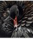 Зошити загальні, 5 шт, по 60арк., THE MUSE УФ-лак, Зошит Школярик у клітинку 3444 4823088231403 4823088231403_060-3444K фото 6