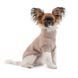 Светр Sam Pet Fashion для собак розмір L бежевий 4823082442447 4823082442447 фото 3
