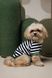Футболка Pet Fashion Breeze для собак XS2 4823082445820 PR244582 фото 5