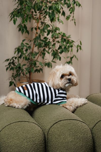 Футболка Pet Fashion Breeze для собак XХS 4823082445868 PR244586 фото