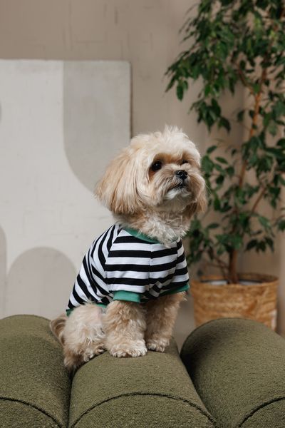 Футболка Pet Fashion Breeze для собак XХS 4823082445868 PR244586 фото