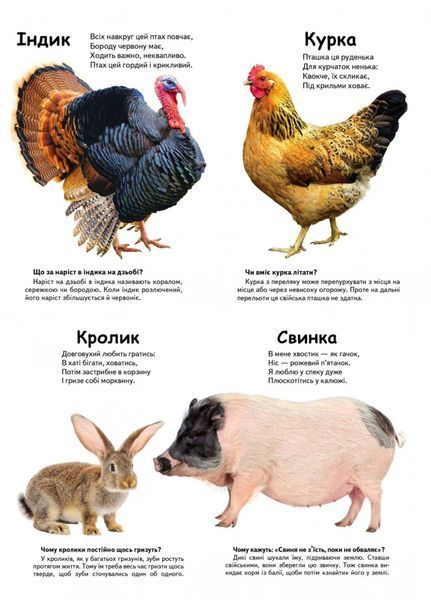 Хто це? Запитання та відповіді. Набір 9789669470355N фото
