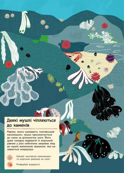 Моя книга природи : На березі моря. Автор Олівія Косно. С849006У 9786170941022 9786170941022 фото