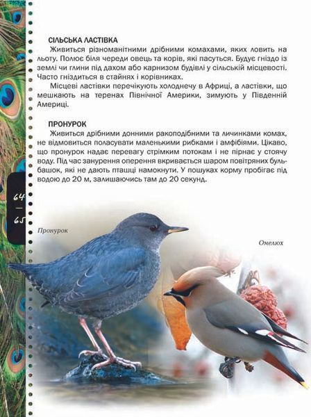 Енциклопедія "Тварини" Талант Тверда Обкладинка Автор Тетяна Жабська 9786176950264 фото