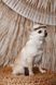 Панама Pet Fashion Gold для собак XS 4823082446063 PR244606 фото 5
