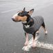Жилет Pet Fashion E.Vest для собак сірий SМ 4823082424382 4823082424382 фото 4