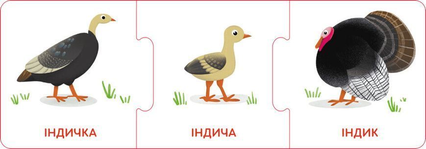 Кенгуру "Логічні ланцюжки. Малюки тварини та їхні родини" 3+ 495739 фото