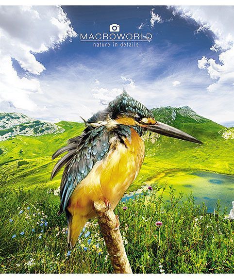 Комплект 5 шт загальних зошитів Макрофото. Зошит Школярик 36 арк. у лінію 2422 036-2422L 4820006476557 4820006476557 фото