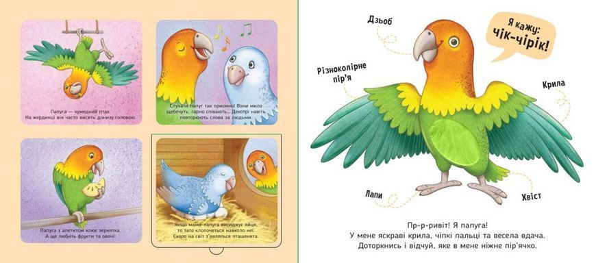 Книга Мої улюбленці. Познайомся і погладь А1455002У 9789667511920 9789667511920 фото