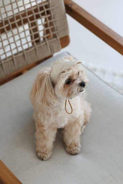 Кепка Pet Fashion Glamor для собак ХS 4823082445950 PR244595 фото