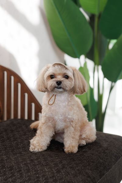 Кепка Pet Fashion Glamor для собак ХS 4823082445950 PR244595 фото