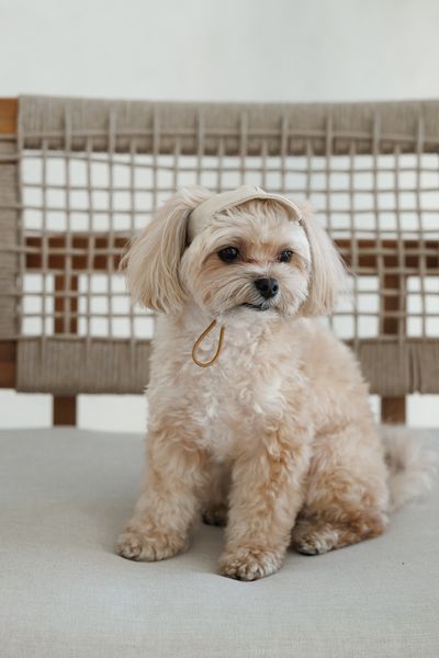 Кепка Pet Fashion Glamor для собак ХS 4823082445950 PR244595 фото