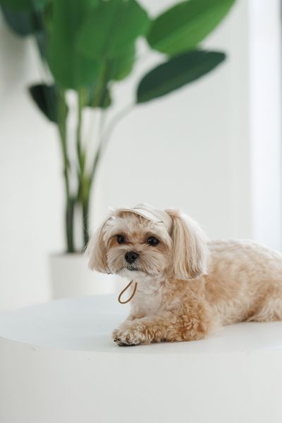 Кепка Pet Fashion Glamor для собак ХS 4823082445950 PR244595 фото