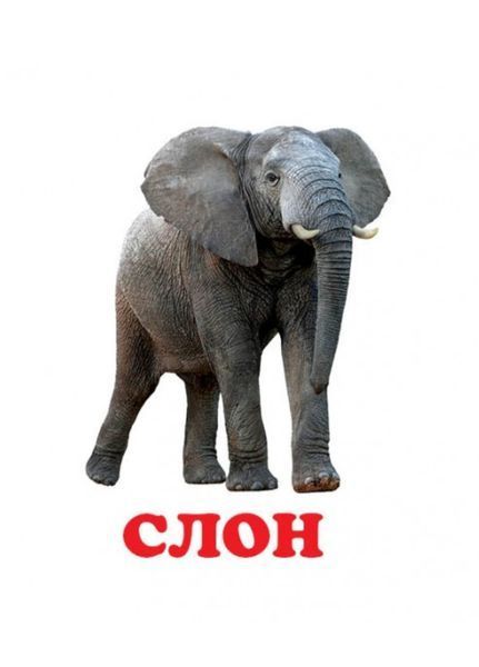 Навколишній світ для найменших. У зоопарку 9786177166336 фото