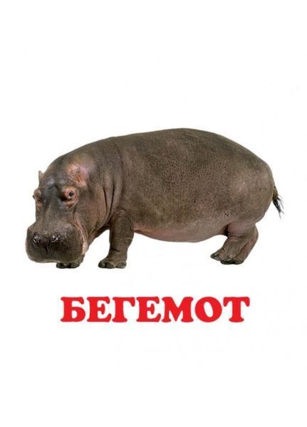 Навколишній світ для найменших. У зоопарку 9786177166336 фото