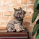 Костюм Pet Fashion PF Style для собак S 4823082427956 4823082427956 фото 5