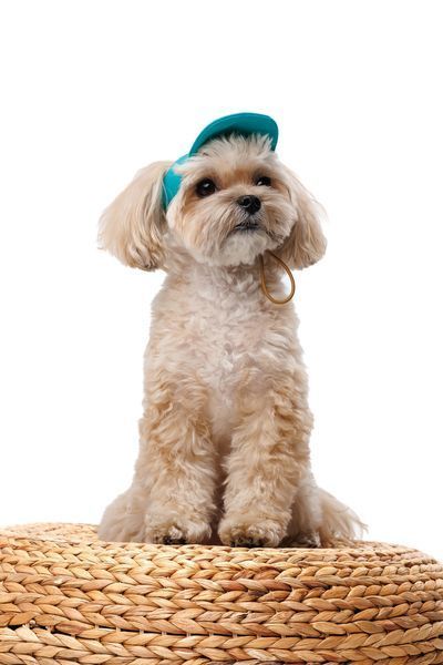 Кепка Pet Fashion Topaz для собак ХL 4823082445943 PR244594 фото