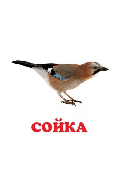 Навколишній світ для найменших. У лісі 9786177166329 фото