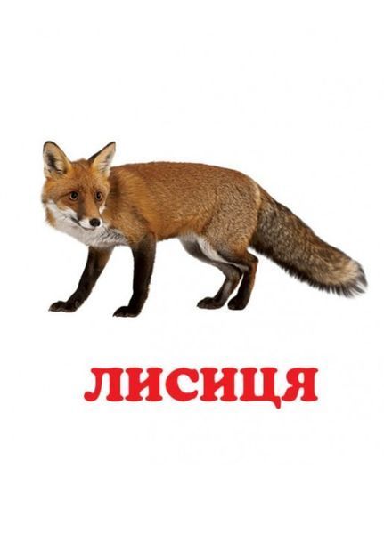 Навколишній світ для найменших. У лісі 9786177166329 фото