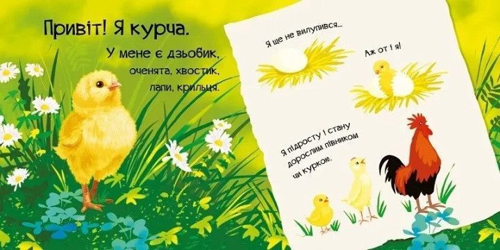 Знайомся, я курча Віват 9789669426130 фото