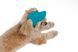 Кепка Pet Fashion Topaz для собак ХL 4823082445943 PR244594 фото 4