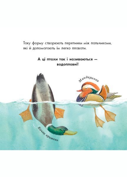 В гостях у природи : Птахи різні та дивовижні S934004У 9786170942715 9786170942715 фото