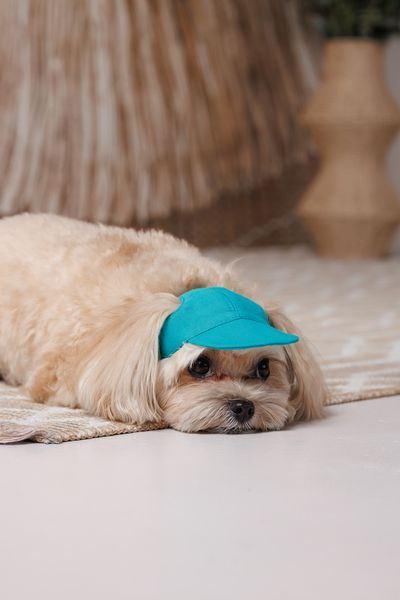 Кепка Pet Fashion Topaz для собак S 4823082446001 PR244600 фото