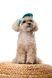 Кепка Pet Fashion Topaz для собак S 4823082446001 PR244600 фото 3