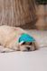 Кепка Pet Fashion Topaz для собак S 4823082446001 PR244600 фото 5