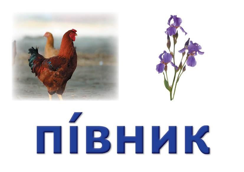 Українська мова. Картки на магнітах. Слово як одиниця мовлення 9789667495145 фото