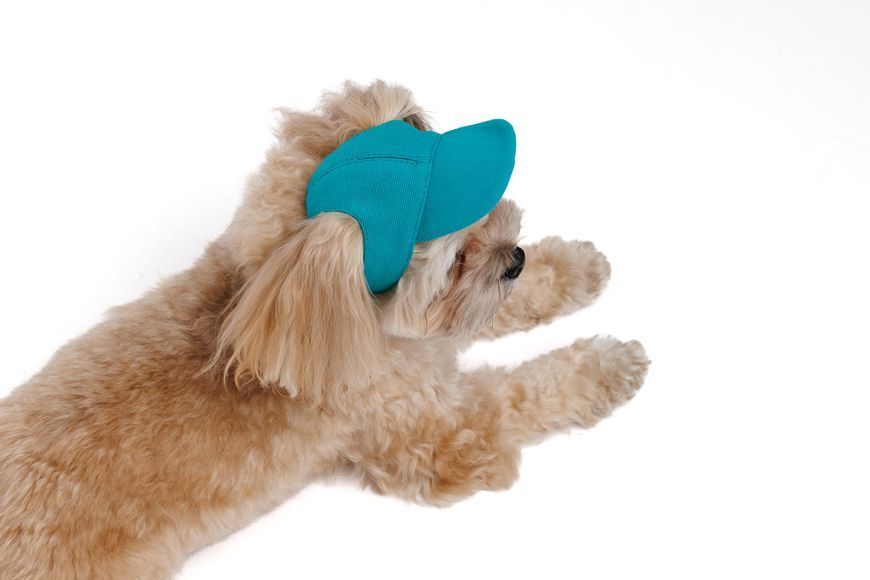 Кепка Pet Fashion Topaz для собак S 4823082446001 PR244600 фото