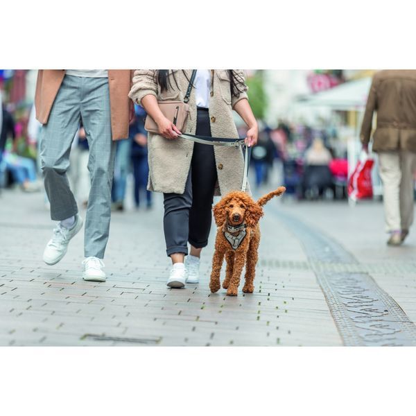 Шлея Trixie CityStyle H-harness для собак бавовна L&ndash;XL 75&ndash;120 см 25 мм світло-сіра 4053032682689 4053032682689 фото