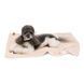 Плед Pet Fashion Bliss 1 для собак і котів плюш пудра 86х67.5 см 4823082441396 4823082441396 фото 5