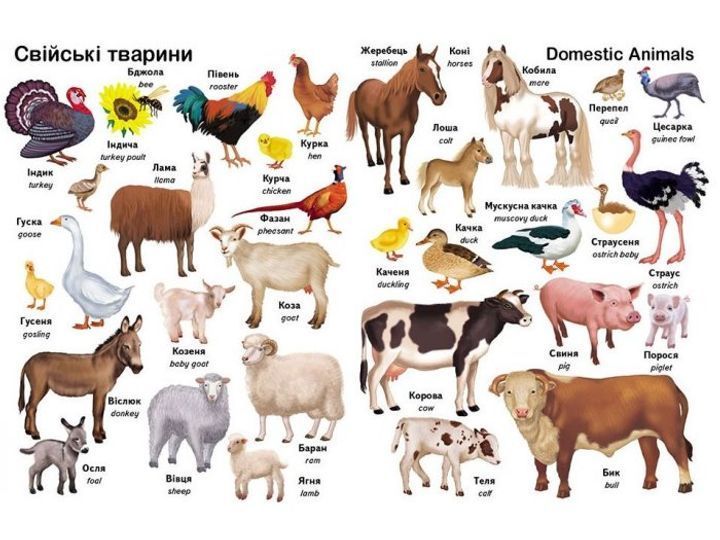 Перші слова. Тварини + англійська. 1-8 років 9789669474957 9789669474957 фото