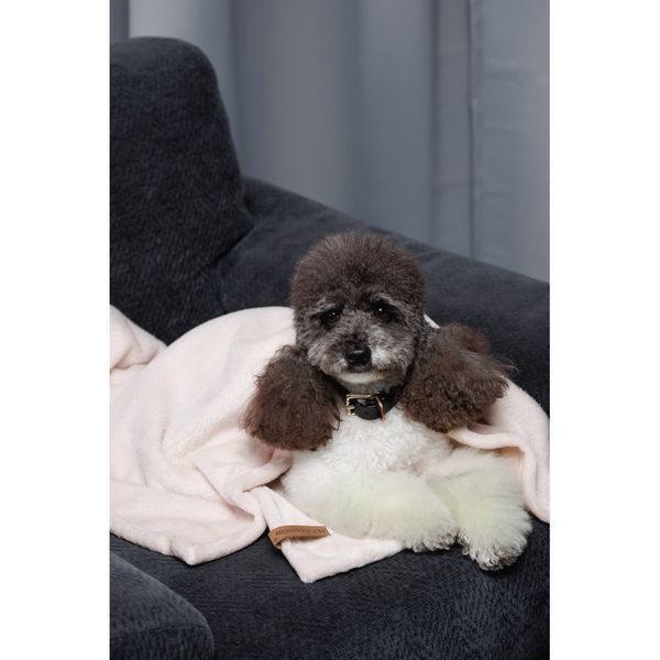 Плед Pet Fashion Bliss 2 для собак і котів плюш пудра 68х114.6 см 4823082441358 4823082441358 фото