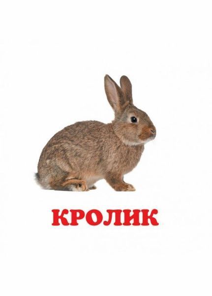 Книжка-картонка. Навколишній світ для найменших. Свійські тварини 9786177166299 9786177166299 фото