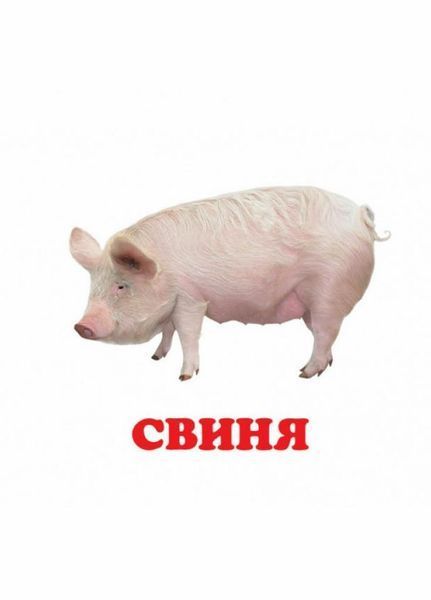 Книжка-картонка. Навколишній світ для найменших. Свійські тварини 9786177166299 9786177166299 фото