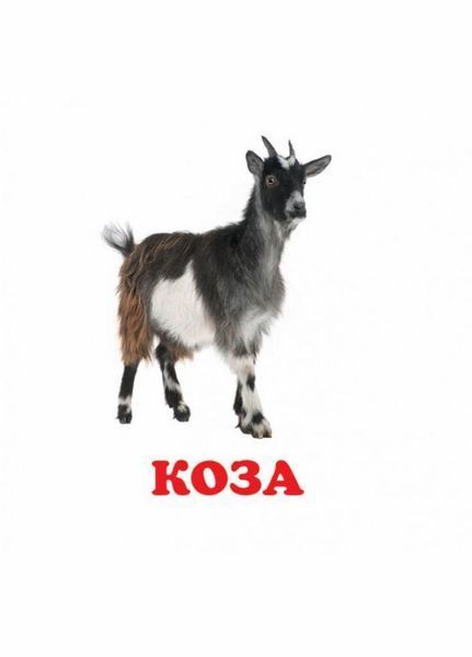Книжка-картонка. Навколишній світ для найменших. Свійські тварини 9786177166299 9786177166299 фото