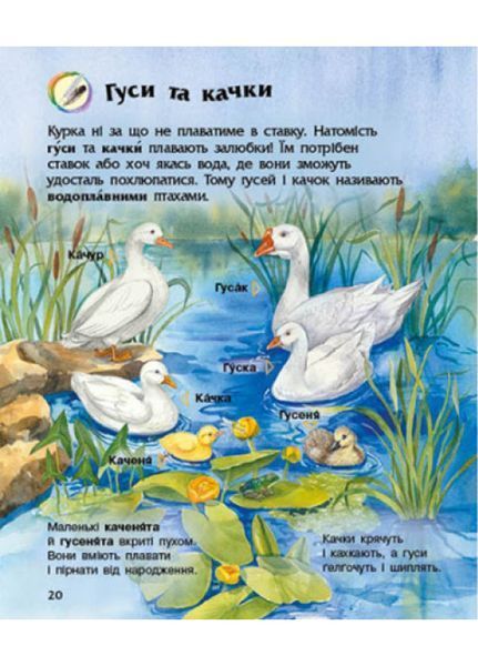 Енциклопедія дошкільника : Свійські тварини С614029У 978-617-09-6911-8 Автор Каспарова Ю.В. 9786170969118 фото