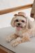 Панама Pet Fashion Print для собак М 4823082446094 PR244609 фото 5