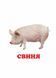 Книжка-картонка. Навколишній світ для найменших. Свійські тварини 9786177166299 9786177166299 фото 3
